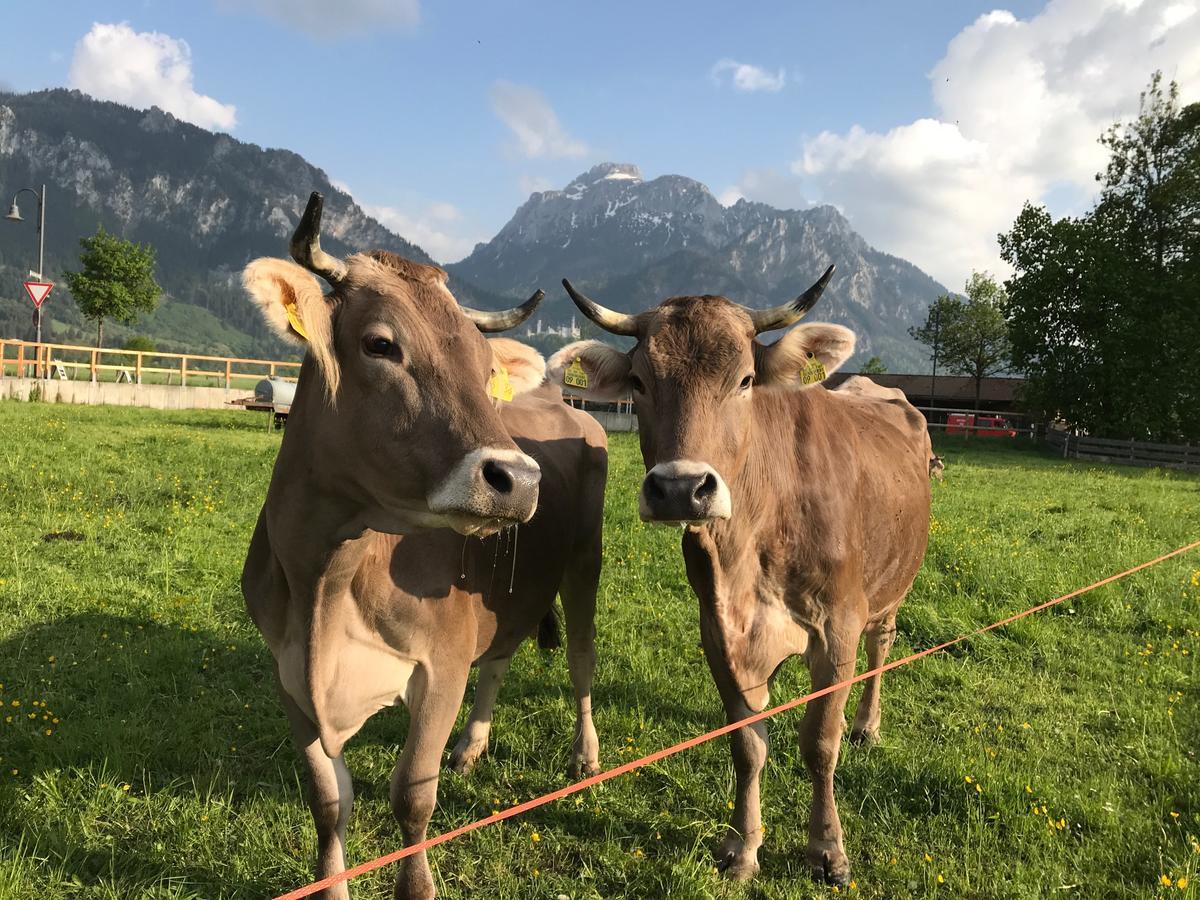 Chalet Alpenrose Schwangau Eksteriør bilde